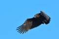 Cinereous or black vulture & x28;Aegypius monachus & x29; Royalty Free Stock Photo