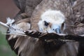 Cinereous vulture with feather Royalty Free Stock Photo