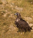 Cinereous Vulture on the ground Royalty Free Stock Photo