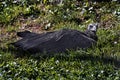 Cinereous vulture on the lawn 5 Royalty Free Stock Photo