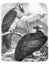 Cinereous vulture or monk vulture Aegypius monachus - Antique engraved illustration from Brockhaus Konversations-Lexikon 1908