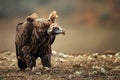 Cinereous vulture. Portrait