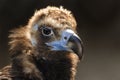 Cinereous vulture portrait