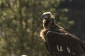 Cinereous Vulture portrait