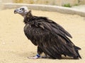 Cinereous vulture on sandy ground