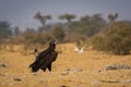 Cinereous vultureAegypius monachus closeup at Jorbeer Conservation Reserve, bikaner Royalty Free Stock Photo