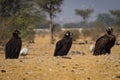 Cinereous vultureAegypius monachus closeup at Jorbeer Conservation Reserve, bikaner Royalty Free Stock Photo