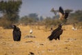 Cinereous vultureAegypius monachus closeup at Jorbeer Conservation Reserve, bikaner Royalty Free Stock Photo