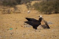 Cinereous vultureAegypius monachus closeup at Jorbeer Conservation Reserve, bikaner Royalty Free Stock Photo