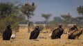 Cinereous vultureAegypius monachus closeup at Jorbeer Conservation Reserve, bikaner Royalty Free Stock Photo