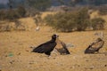 Cinereous vultureAegypius monachus closeup at Jorbeer Conservation Reserve, bikaner Royalty Free Stock Photo