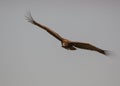 Cinerous Vulture Flying Open Wings