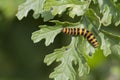 Cinnabar Caterpillar (Tyria jacobaeae)