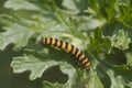Cinnabar Caterpillar (Tyria jacobaeae)