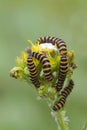 Cinnabar Caterpillar (Tyria jacobaeae)