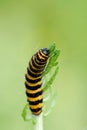 Cinnabar Moth caterpillar feeding on Ragwort Royalty Free Stock Photo