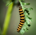 Cinnabar moth caterpillar