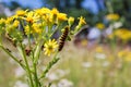 Cinnabar Moth Caterpillar Feeding on Yellow Ragwort Plant on a Meadow