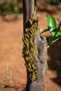 Cinnabar moth caterpillar nests in an infested tree. macro photography Royalty Free Stock Photo