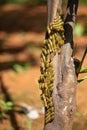 Cinnabar moth caterpillar nests in an infested tree. macro photography Royalty Free Stock Photo