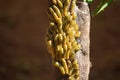 Cinnabar moth caterpillar nests in an infested tree. macro photography Royalty Free Stock Photo