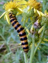 Cinnabar Moth Caterpillar