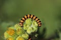 Cinnabar moth caterpillar on Ragwort