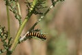 Cinnabar Moth Caterpillar (Tyria jacobaeae)
