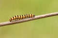 A Cinnabar moth Caterpillar Tyria jacobaeae perched on a stem of a plant. Royalty Free Stock Photo