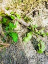 The Cinnabar Moth caterpillar (Tyria jacobaeae) Royalty Free Stock Photo