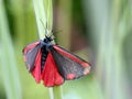 Cinnabar Moth