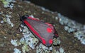 Cinnabar Moth