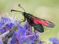 Cinnabar moth Tyria jacobaeae Royalty Free Stock Photo