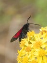 Cinnabar moth Tyria jacobaeae Royalty Free Stock Photo