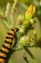 BioControl Royalty Free Stock Photo