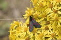 Cinnabar moth Tyria jacobaeae Royalty Free Stock Photo