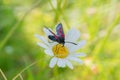Cinnabar moth (Tyria jacobaeae) sucking nectar on white daisy in green meadow Royalty Free Stock Photo