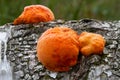 Cinnabar Polypore