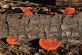 Cinnabar Polypores On A Fallen Tree Royalty Free Stock Photo