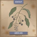 Cinnamomum camphora aka camphorwood or camphor laurel branch color sketch on vintage background.