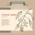 Cinnamomum camphora aka camphorwood or camphor laurel sketch