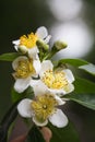 Cinnamomum camphora flower Royalty Free Stock Photo