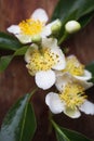 Cinnamomum camphora flower Royalty Free Stock Photo