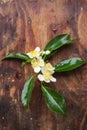 Cinnamomum camphora flower