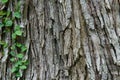 Texture, tree bark, Cinnamomum camphora,nature Royalty Free Stock Photo