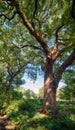 Cinnamomum camphora tree in the Imperial Palace garden. Tokyo. Japan