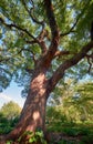 Cinnamomum camphora  tree in the Imperial Palace garden. Tokyo. Japan Royalty Free Stock Photo