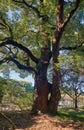 Cinnamomum camphora tree in the Imperial Palace garden. Tokyo. Japan Royalty Free Stock Photo