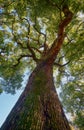 Cinnamomum camphora  tree in the Imperial Palace garden. Tokyo. Japan Royalty Free Stock Photo