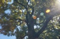 Cinnamomum camphora tree in the Imperial Palace garden. Tokyo. Japan Royalty Free Stock Photo